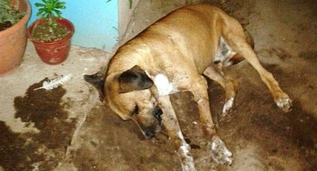 0_perros_la_dormida.jpg