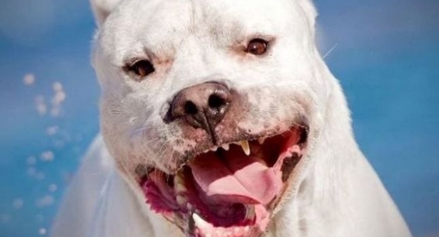 1135_perro-dogo.jpg
