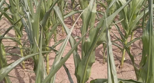 265_agroaumentos.jpg