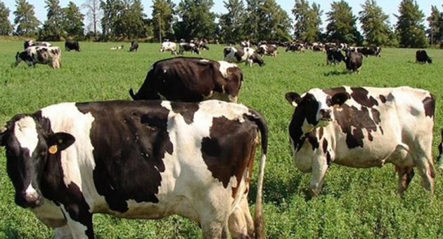 577_c-rdoba-productor-agropecuario-denunci-que-le-robaron-20-vacas-de-su-campo.jpg