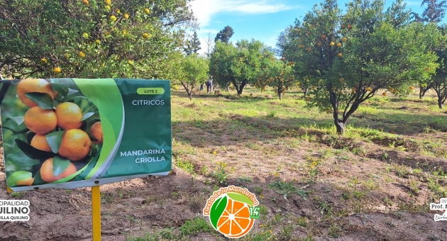 868_mandarinas-1.jpg